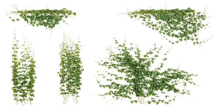 PSD set of rhynchosia creeper plants isolated on transparent background from the top view