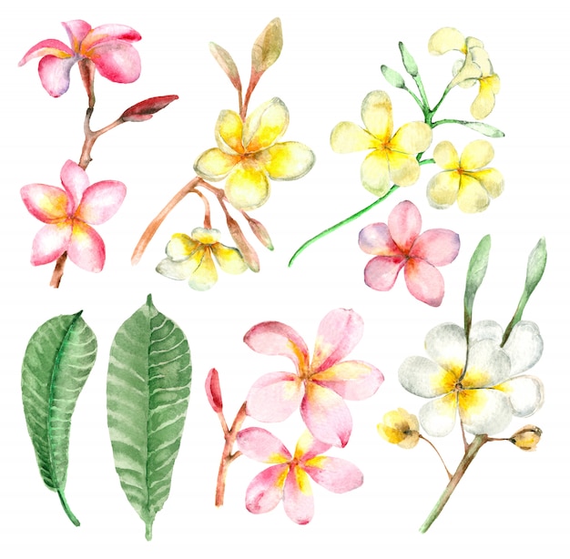 Set de ramas de plumeria