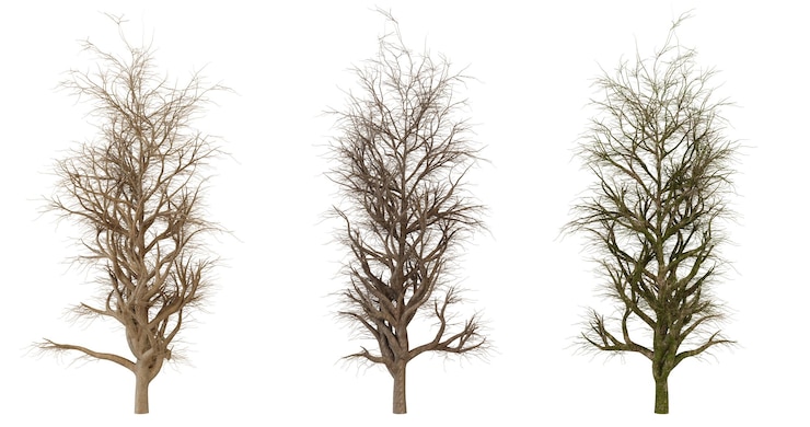 PSD set de trois arbres isolés en différentes saisons pour la composition et la conception