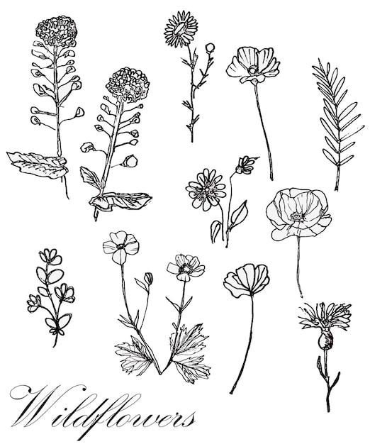 Set von botanischen blatt-dudle-wildblumen, die wildblumen zeichnen