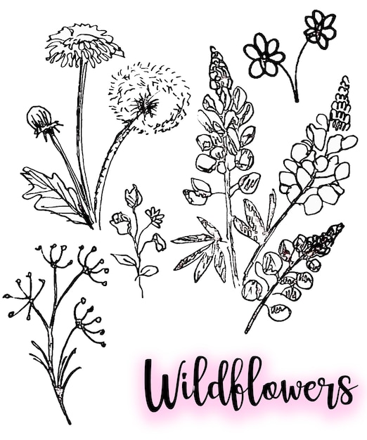 Set von botanischen Blatt-Dudle-Wildblumen, die Wildblumen zeichnen