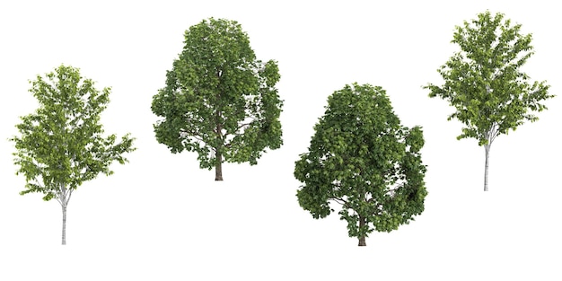 Set von Pferdekastanienbaum, isoliert auf durchsichtigem Hintergrund
