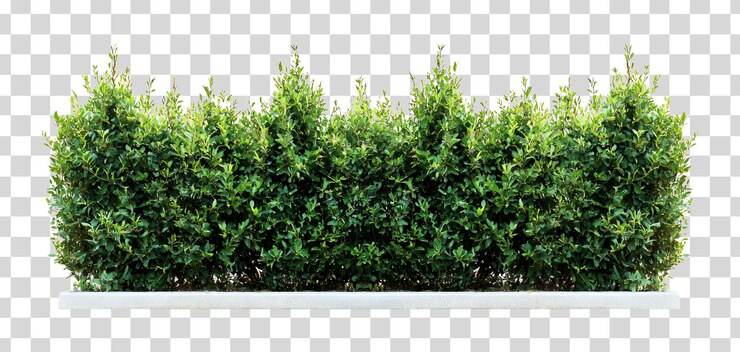 PSD un seto verde exuberante aislado en un fondo transparente png