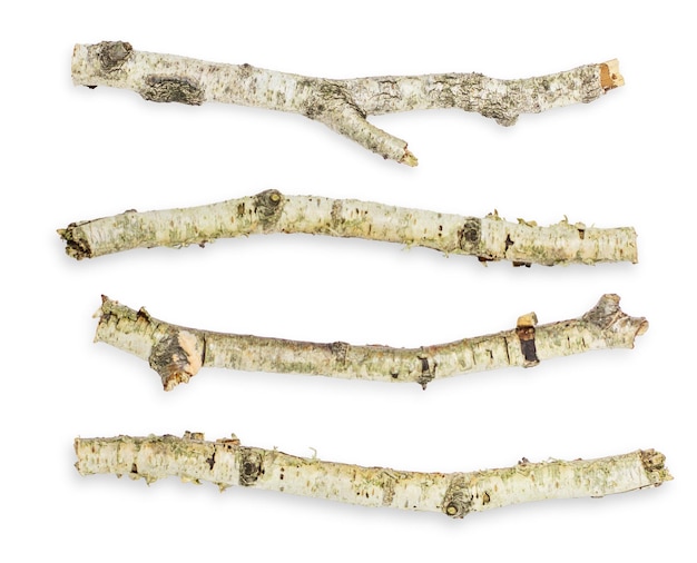 Setset different options and forms Birch branches On an empty background