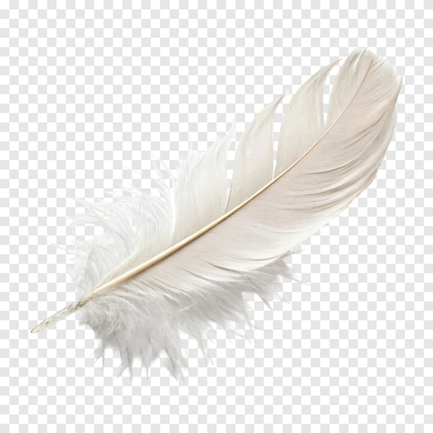 Une seule plume blanche isolée sur un fond blanc transparent b