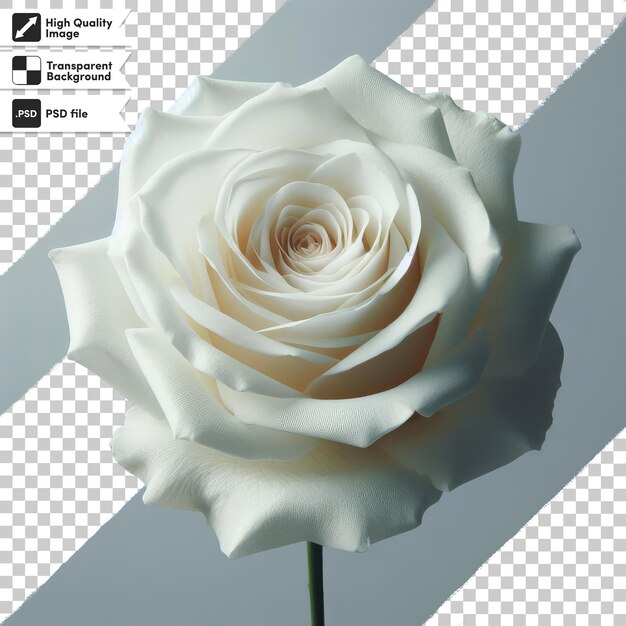 PSD une seule rose blanche psd sur fond transparent