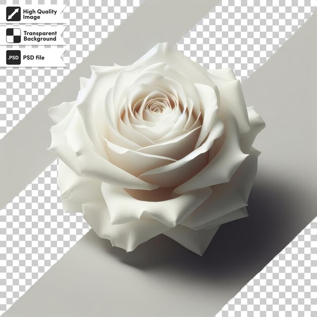 PSD une seule rose blanche psd sur fond transparent