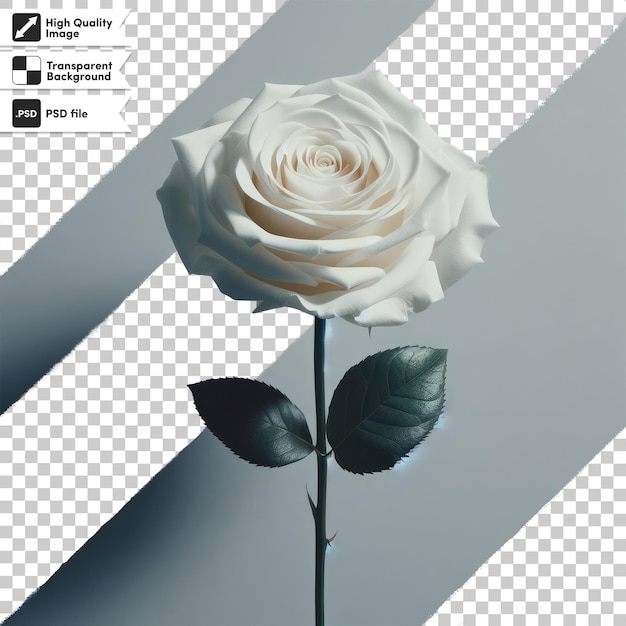 Une Seule Rose Blanche Psd Sur Fond Transparent