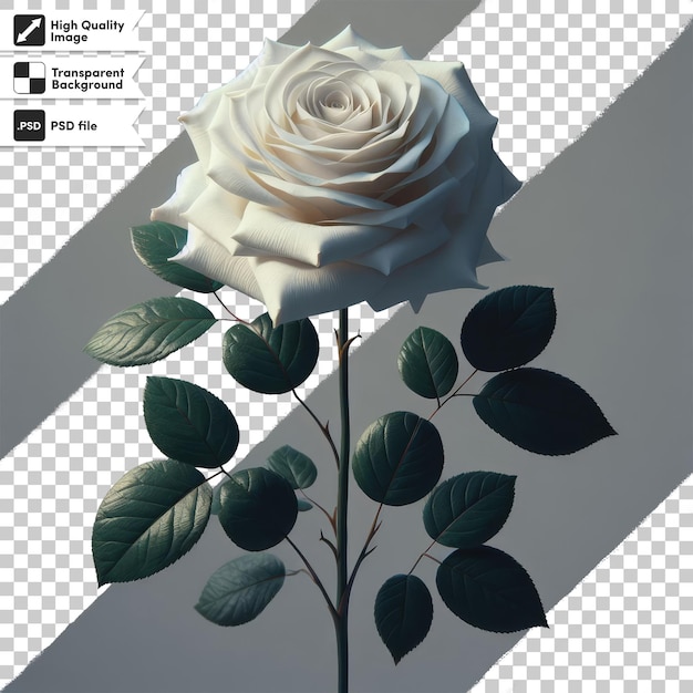 Une Seule Rose Blanche Psd Sur Fond Transparent