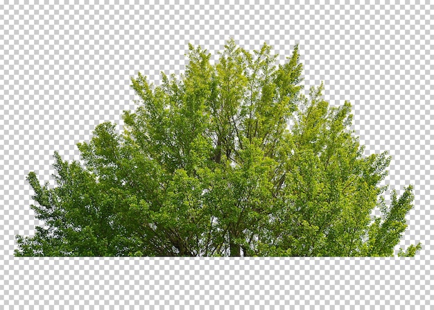 sfondo trasparente ad albero isolato.