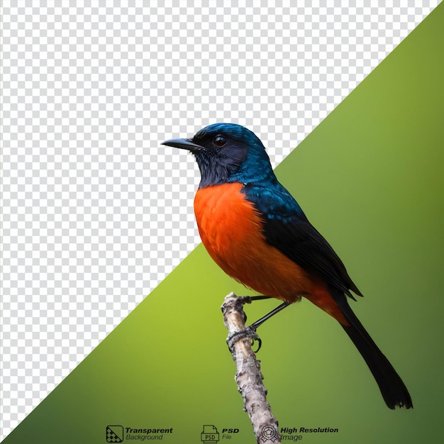 Le shama à corne blanche, un magnifique oiseau chanteur trouvé dans les forêts, est un art isolé.