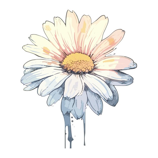 PSD shasta daisy acuarela diseño de camiseta gráfico ilustración acuarela png psd