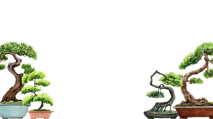 PSD shimpaku juniper bonsai marco horizontal pintura en acuarela dibujada a mano