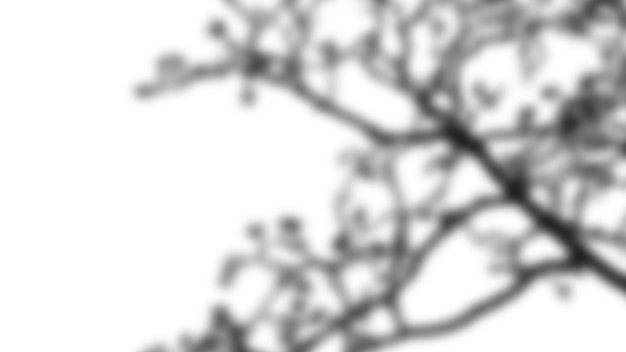 Silhouette de branches d'arbres sur un ciel lumineux