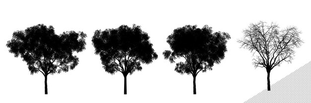 PSD silhouettes d'arbres d'orme de grande taille réalistes isolées