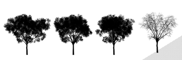 Siluette dell'albero di olmo di grandi dimensioni realistiche isolate