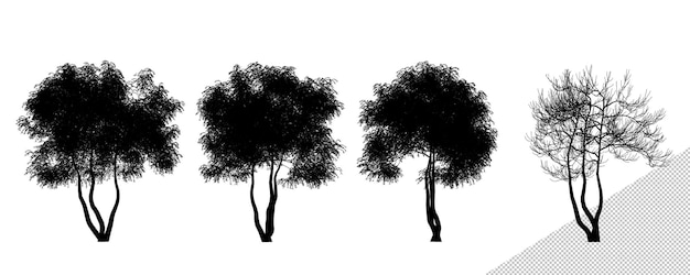 Siluette dell'albero di olmo di piccole dimensioni realistiche isolate