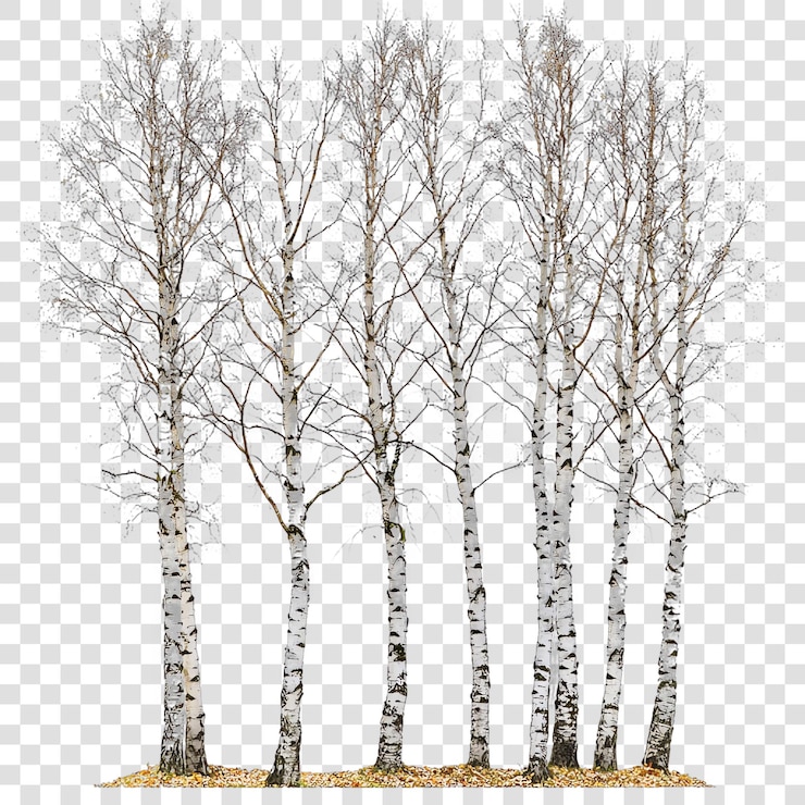 PSD silver birch isolated on a transparent background