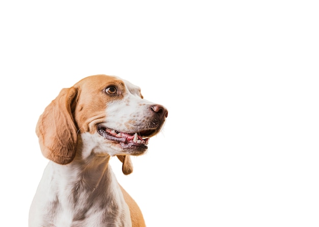 Simpatica scena di cane marrone e bianco