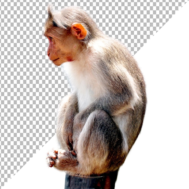 un singe sur fond blanc