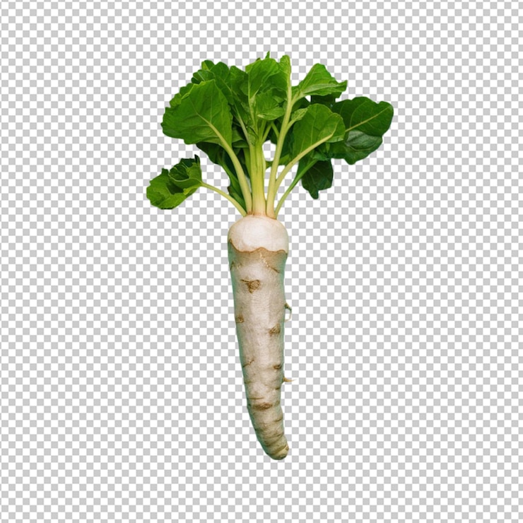 PSD single horseradish root isolated