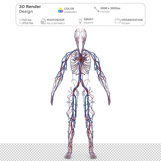 Sistema cardiovascolare umano Modellazione 3D del corpo intero File PSD Anatomia umana realistica