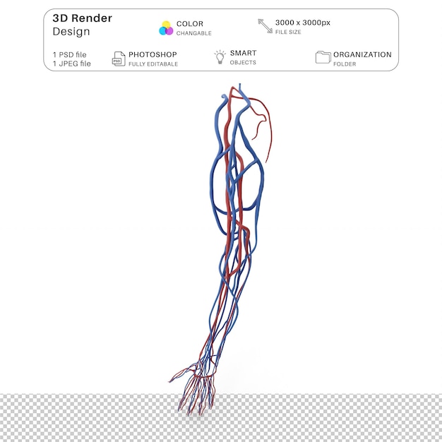 PSD sistema cardiovascular del brazo humano modelación 3d del archivo psd anatomía humana realista