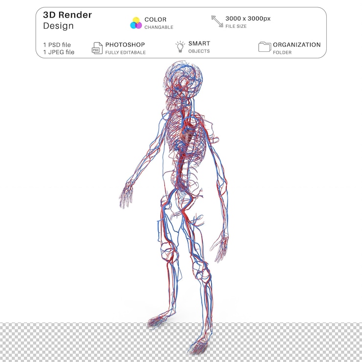 PSD sistema circolatorio del corpo del ragazzo modellazione 3d psd file anatomia umana realistica