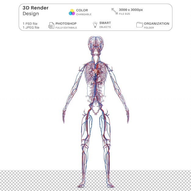 Sistema circolatorio del corpo del ragazzo Modellazione 3D PSD File Anatomia umana realistica