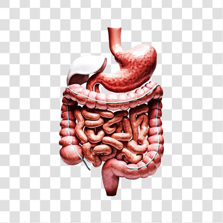 Un sistema digestivo humano con detalles anatómicos aislados en un fondo transparente