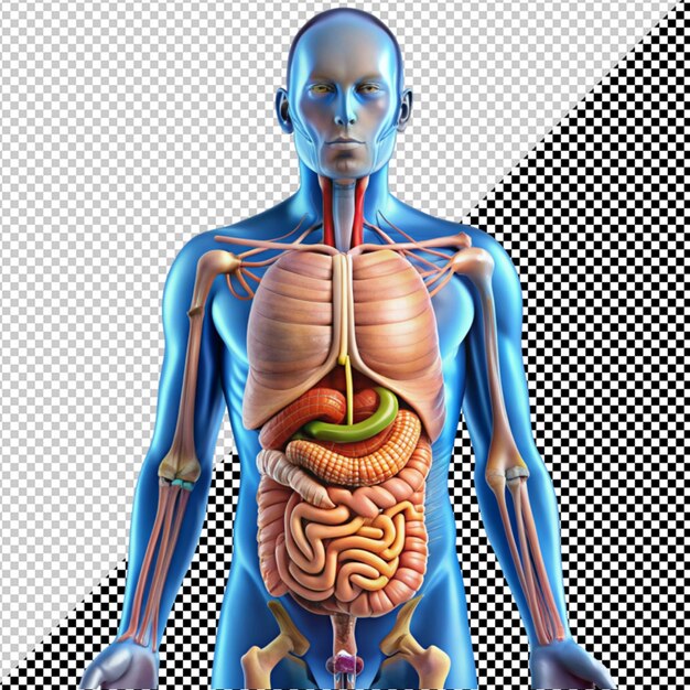 PSD sistema digestivo humano em fundo transparente