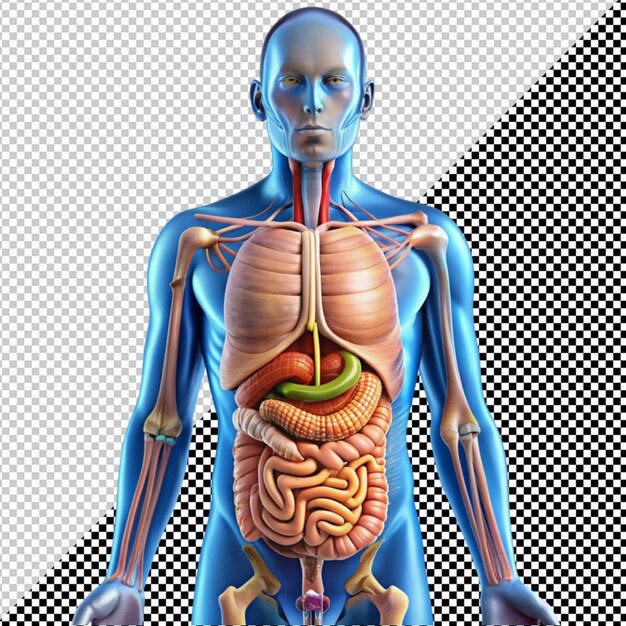 PSD sistema digestivo humano en un fondo transparente