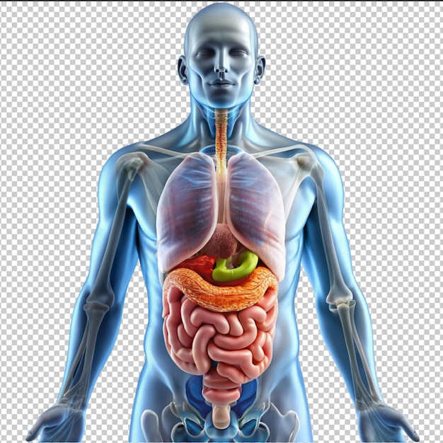 PSD sistema digestivo humano