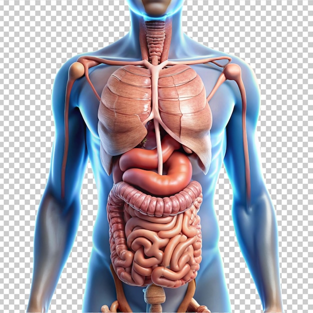 Sistema digestivo humano