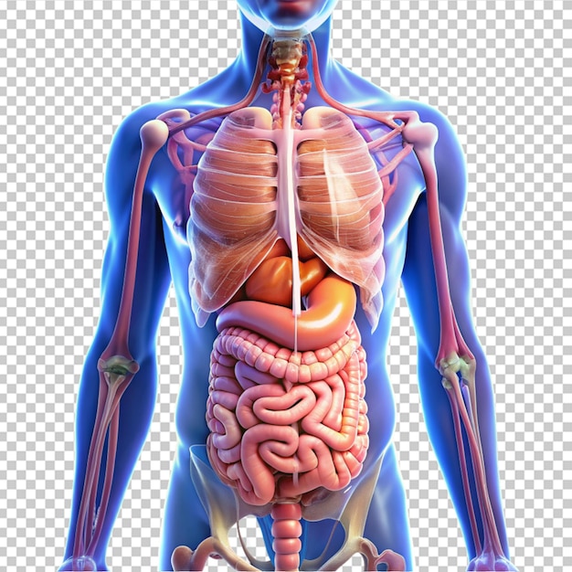 PSD sistema digestivo humano
