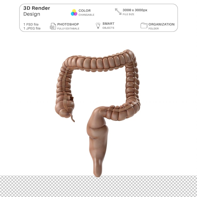 El sistema digestivo del intestino grueso humano Modelo 3D masculino Archivo PSD Anatomía humana realista