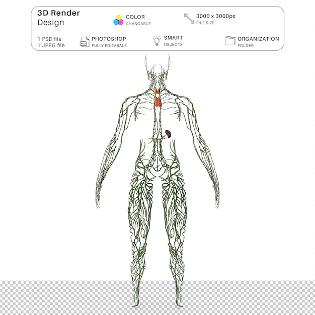 Sistema linfatico umano Modellazione 3D del corpo intero File PSD Anatomia umana realistica