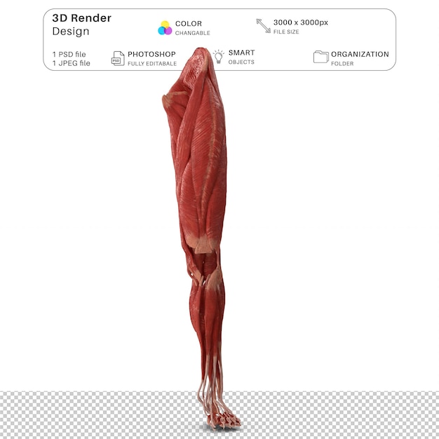 Sistema muscolare delle gambe umane Modellazione 3D PSD File Anatomia umana realistica