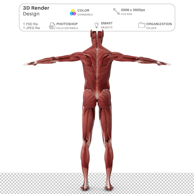 Sistema muscular realista anatomia humana masculina modelagem 3d arquivo psd anatomia humana realista