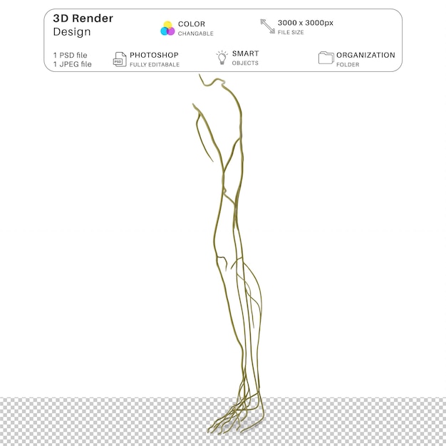 PSD sistema nervioso humano de las piernas modelación 3d de archivo psd anatomía humana realista