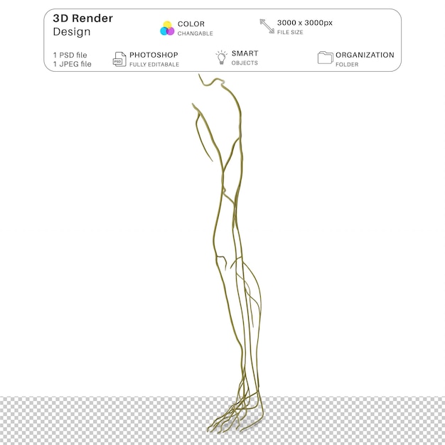 PSD sistema nervoso da perna humana modelagem 3d arquivo psd anatomia humana realista