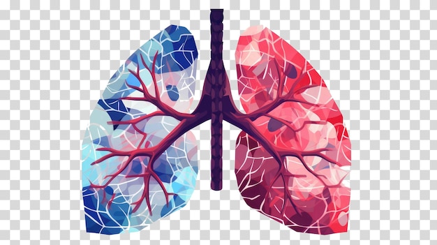 Sistema respiratorio aislado en la ilustración de vector de fondo transparente