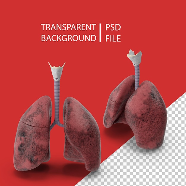 PSD sistema respiratorio fumadores pulmones png