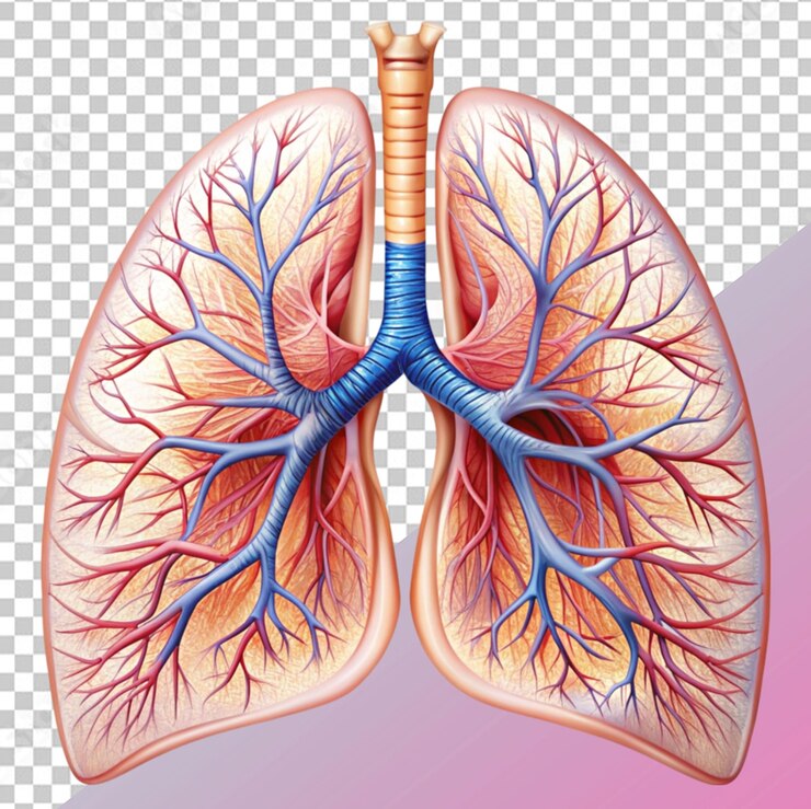 PSD el sistema respiratorio