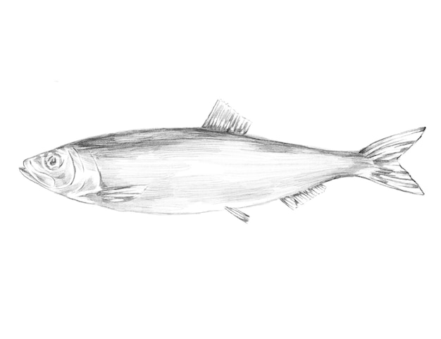 Sketch-Illustration des Heringfisches
