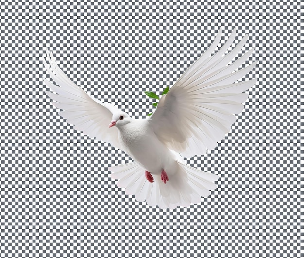 So süße Fliege Taube isoliert auf durchsichtigem Hintergrund