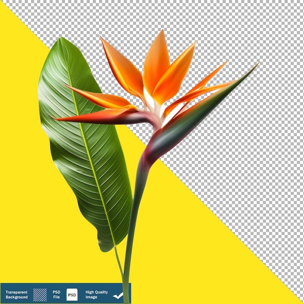 PSD sobresaliente fondo blanco de flores tropicales 8k uhd fondo transparente png psd