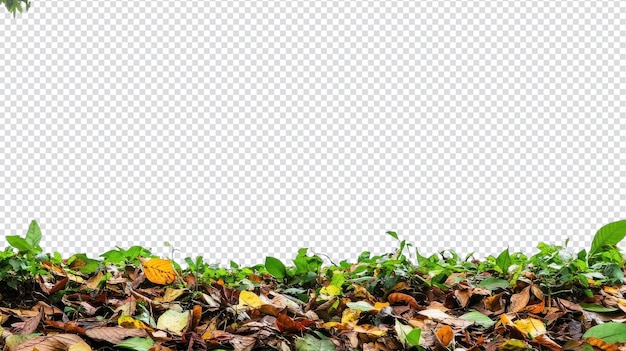 Le sol de la forêt tropicale vibrante recouvert de feuilles luxuriantes offre un fond vert naturel pour divers projets créatifs
