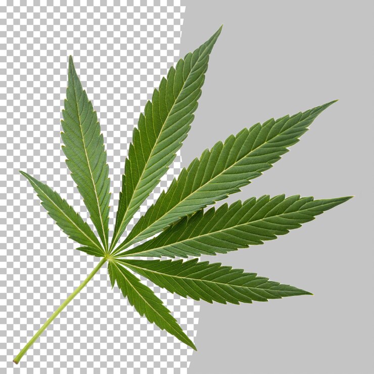 PSD una sola hoja de cannabis verde vibrante en un fondo transparente