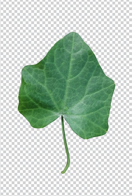 una sola hoja verde sobre un fondo blanco una hoja verde de lichi con hojas sobre ella hoja verde